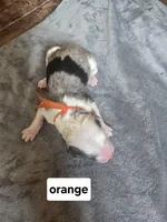 Orchid (orange collar), a male Sheepadoodle for sale in Canton, OH – Photo 1 of 5