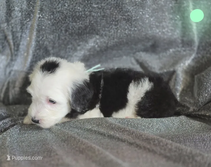 Violet (mint green collar) – Sheepadoodle puppy for sale in Canton, OH