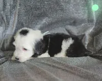 Violet (mint green collar), a female Sheepadoodle for sale in Canton, OH – 1 of 7