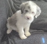 Lotus (light blue collar), a male Sheepadoodle for sale in Canton, OH – 2 of 10