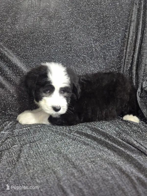 Hosta (dark blue collar) – Sheepadoodle puppy for sale in Canton, OH