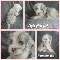 Rose (light pink collar), a female Sheepadoodle for sale in Canton, OH – 2 of 8