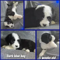Hosta (dark blue collar), a male Sheepadoodle for sale in Canton, OH – 2 of 7