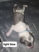 Lotus (light blue collar), a male Sheepadoodle for sale in Canton, OH – Photo 1 of 5