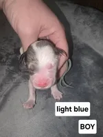 Lotus (light blue collar), a male Sheepadoodle for sale in Canton, OH – Photo 2 of 5