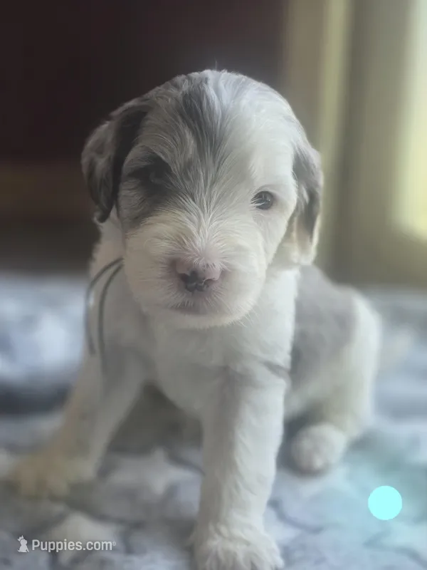 Lotus (light blue collar) – Sheepadoodle puppy for sale in Canton, OH
