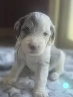 Lotus (light blue collar), a male Sheepadoodle for sale in Canton, OH – 3 of 8