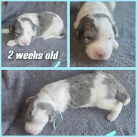 Lotus (light blue collar), a male Sheepadoodle for sale in Canton, OH – 5 of 8