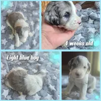Lotus (light blue collar), a male Sheepadoodle for sale in Canton, OH – 4 of 8