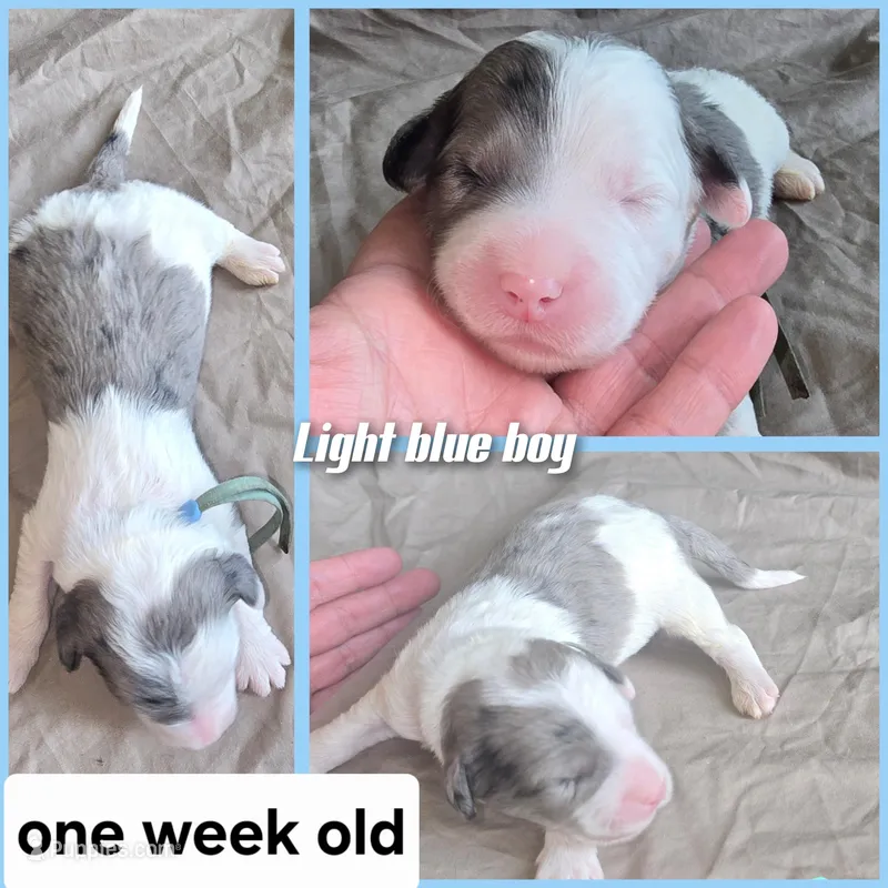 Lotus (light blue collar) – Sheepadoodle puppy for sale in Canton, OH