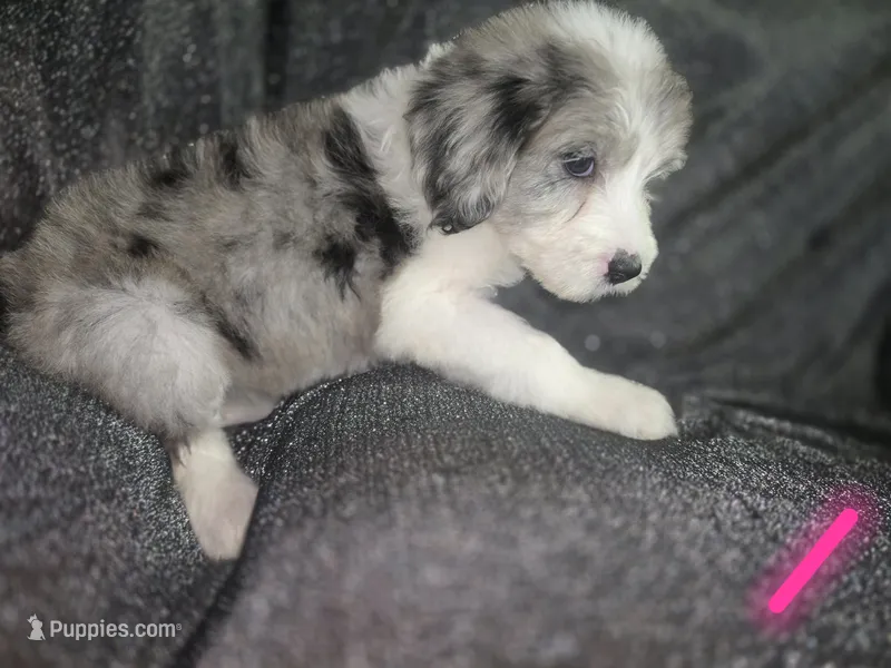 Daisy (dark pink collar) – Sheepadoodle puppy for sale in Canton, OH