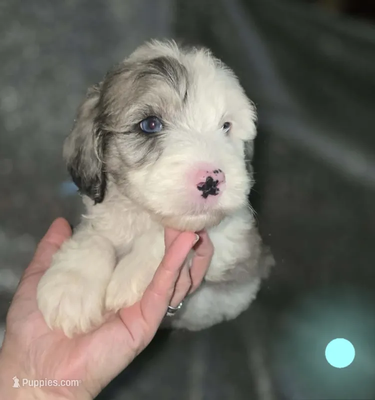 Lotus (light blue collar) – Sheepadoodle puppy for sale in Canton, OH