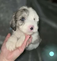 Lotus (light blue collar), a male Sheepadoodle for sale in Canton, OH – 1 of 8