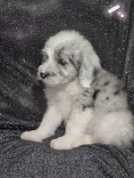 Rose (light pink collar), a female Sheepadoodle for sale in Canton, OH – 2 of 10