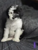 Jasmine ( purple collar), a female Sheepadoodle for sale in Canton, OH – 2 of 10