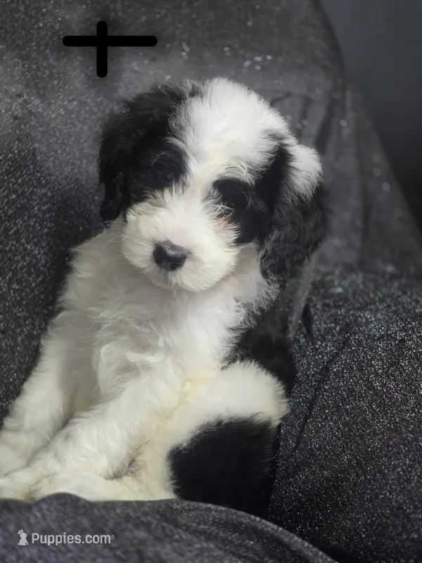 Aster (black collar) – Sheepadoodle puppy for sale in Canton, OH