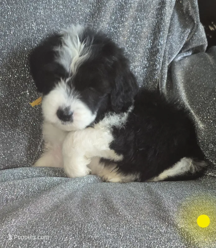 Iris (yellow collar) – Sheepadoodle puppy for sale in Canton, OH