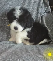 Iris (yellow collar), a female Sheepadoodle for sale in Canton, OH – 1 of 7