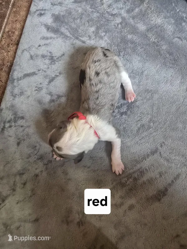 Begonia (red collar) – Sheepadoodle puppy for sale in Canton, OH