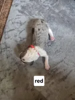 Begonia (red collar), a male Sheepadoodle for sale in Canton, OH – Photo 1 of 5