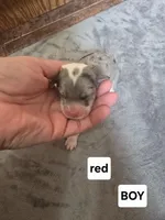 Begonia (red collar), a male Sheepadoodle for sale in Canton, OH – Photo 2 of 5