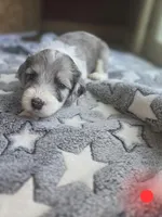 Begonia (red collar), a male Sheepadoodle for sale in Canton, OH – 3 of 8
