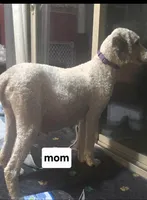 Begonia (red collar), a male Sheepadoodle for sale in Canton, OH – Photo 3 of 5