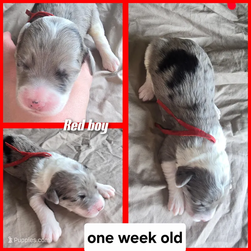 Begonia (red collar) – Sheepadoodle puppy for sale in Canton, OH