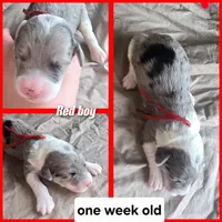 Begonia (red collar), a male Sheepadoodle for sale in Canton, OH – 6 of 8