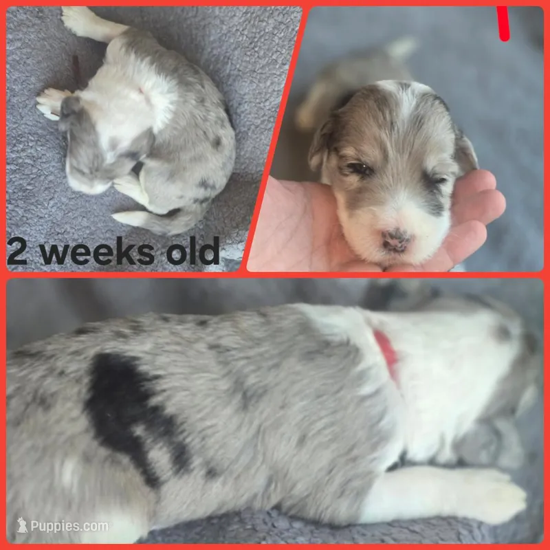 Begonia (red collar) – Sheepadoodle puppy for sale in Canton, OH