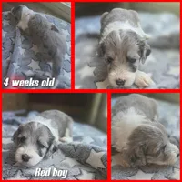 Begonia (red collar), a male Sheepadoodle for sale in Canton, OH – 4 of 8