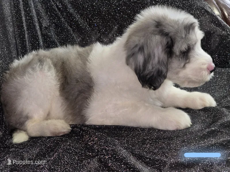 Lotus (light blue collar) – Sheepadoodle puppy for sale in Canton, OH