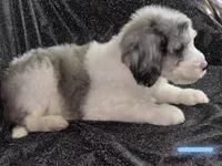 Lotus (light blue collar), a male Sheepadoodle for sale in Canton, OH – 1 of 10