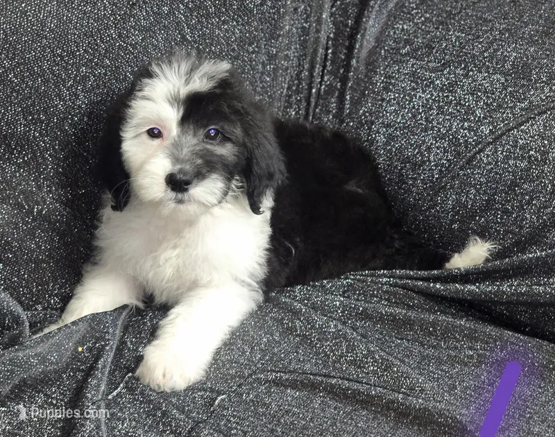 Jasmine ( purple collar) – Sheepadoodle puppy for sale in Canton, OH