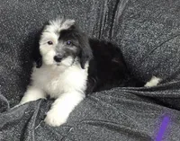 Jasmine ( purple collar), a female Sheepadoodle for sale in Canton, OH – 1 of 10