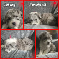 Begonia (red collar), a male Sheepadoodle for sale in Canton, OH – 2 of 8