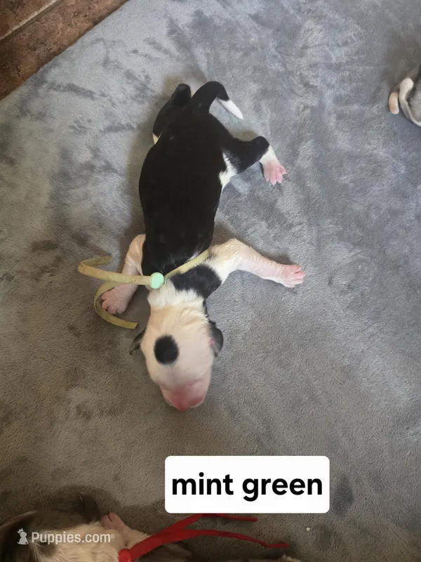 Violet (mint green collar) – Sheepadoodle puppy for sale in Canton, OH