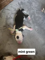 Violet (mint green collar), a female Sheepadoodle for sale in Canton, OH – Photo 1 of 5