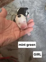 Violet (mint green collar), a female Sheepadoodle for sale in Canton, OH – Photo 2 of 5