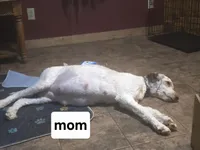 Violet (mint green collar), a female Sheepadoodle for sale in Canton, OH – Photo 5 of 5