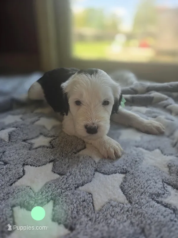 Violet (mint green collar) – Sheepadoodle puppy for sale in Canton, OH