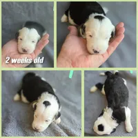 Violet (mint green collar), a female Sheepadoodle for sale in Canton, OH – 4 of 7