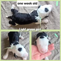 Violet (mint green collar), a female Sheepadoodle for sale in Canton, OH – 5 of 7