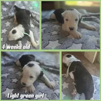 Violet (mint green collar), a female Sheepadoodle for sale in Canton, OH – 3 of 7