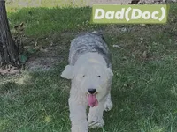 Hibiscus (green collar), a male Sheepadoodle for sale in Canton, OH – Photo 4 of 5
