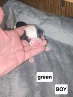 Hibiscus (green collar), a male Sheepadoodle for sale in Canton, OH – Photo 2 of 5