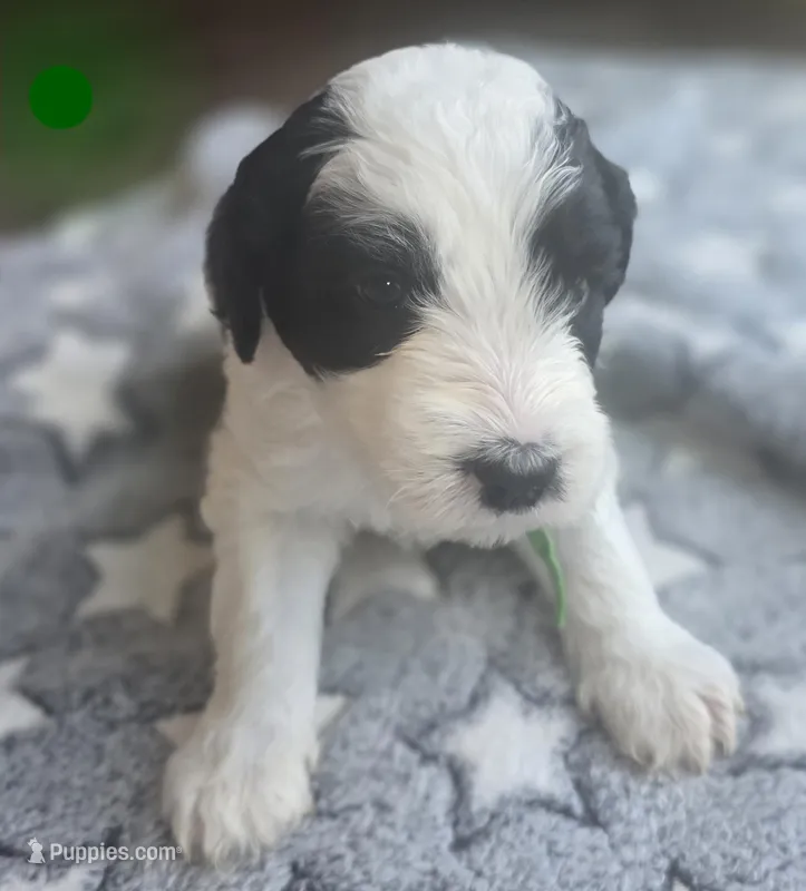 Hibiscus (green collar) – Sheepadoodle puppy for sale in Canton, OH