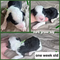 Hibiscus (green collar), a male Sheepadoodle for sale in Canton, OH – 5 of 7
