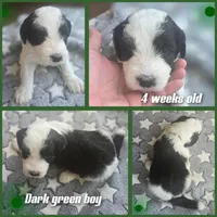 Hibiscus (green collar), a male Sheepadoodle for sale in Canton, OH – 3 of 7