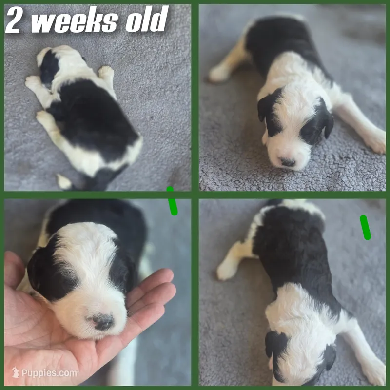 Hibiscus (green collar) – Sheepadoodle puppy for sale in Canton, OH
